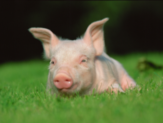四川省印发稳定生猪生产十条措施的通知