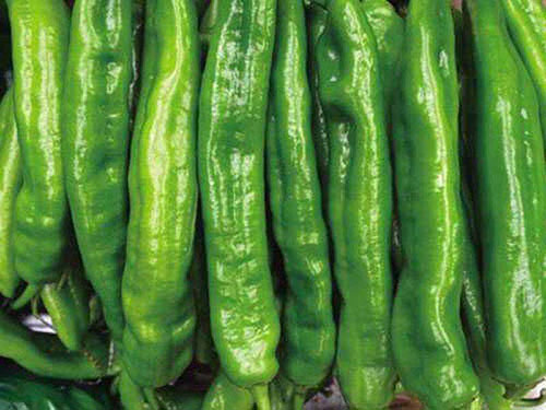 成都蔬菜配送介绍青椒有什么营养价值？